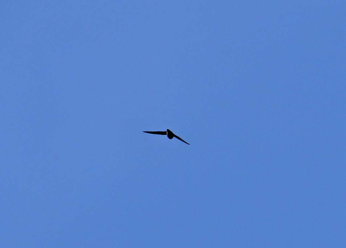 Himalayan Swiftlet - ML646411749