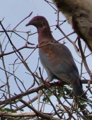 Pale-vented Pigeon - ML646411750