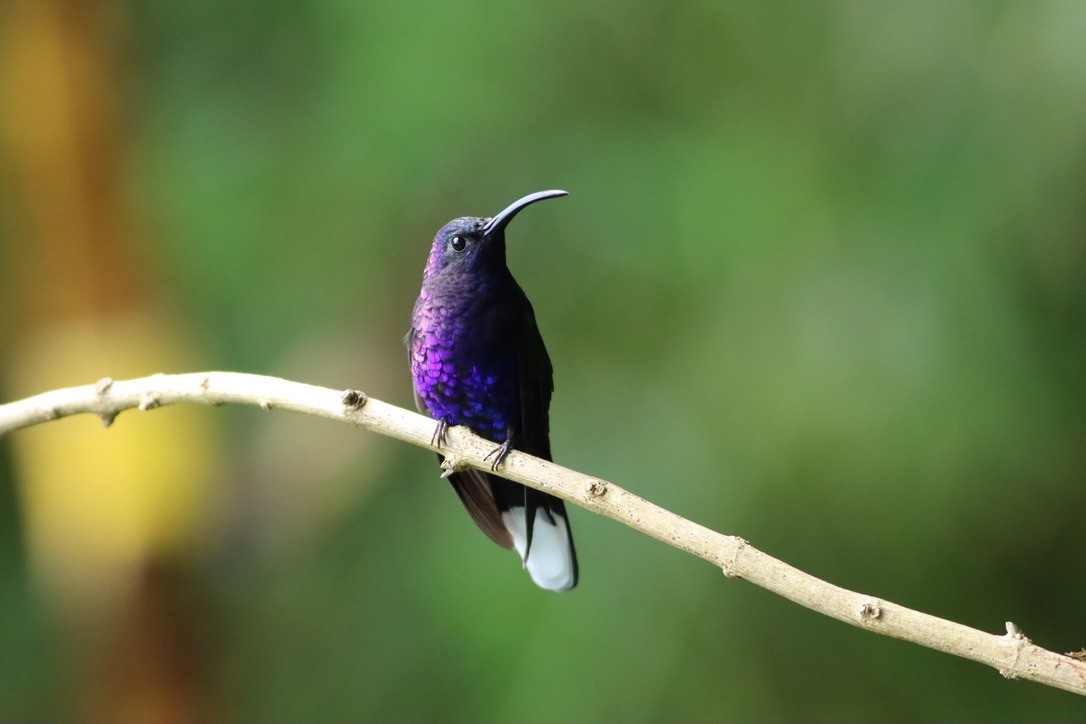 Violet Sabrewing - ML646411751