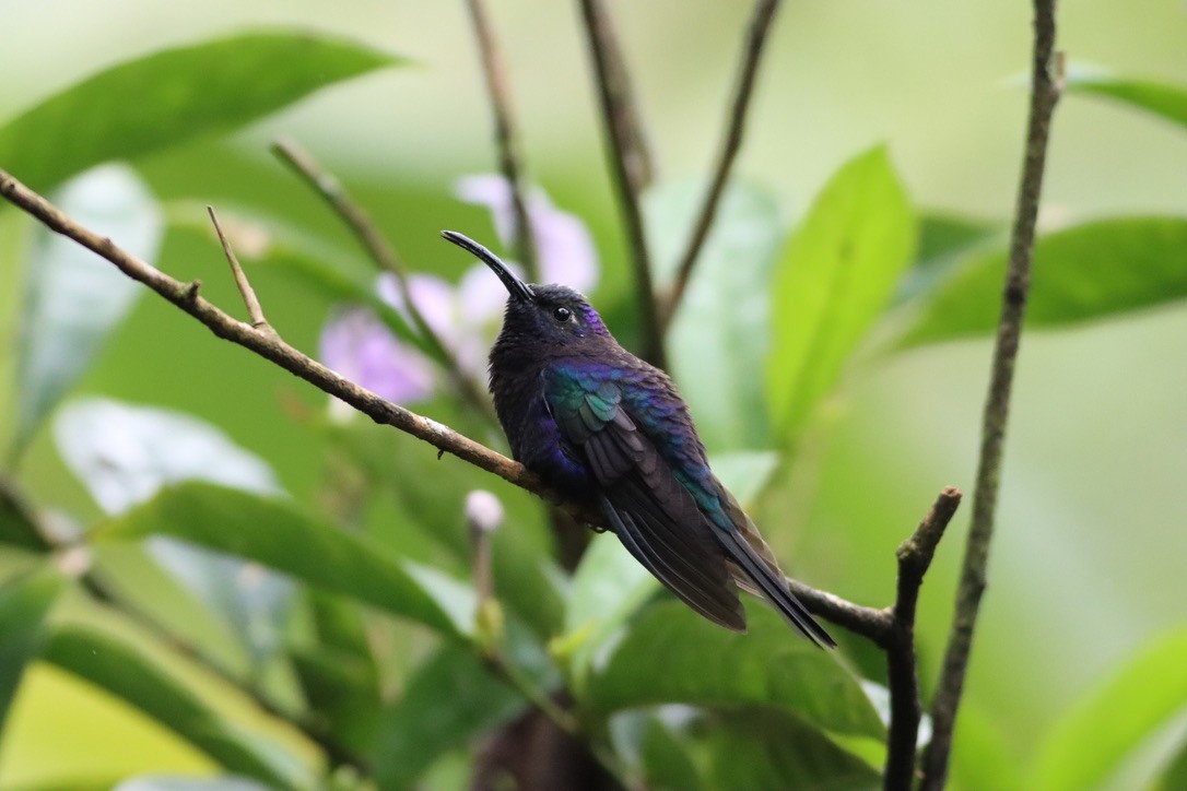 Violet Sabrewing - ML646411752