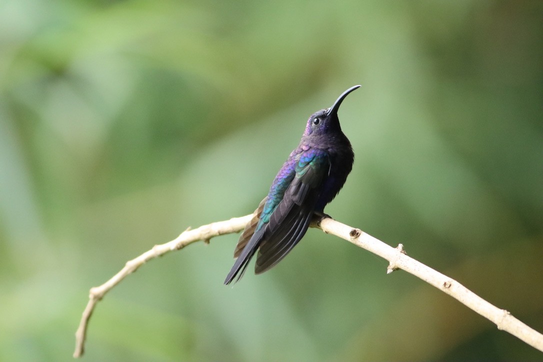 Violet Sabrewing - ML646411753