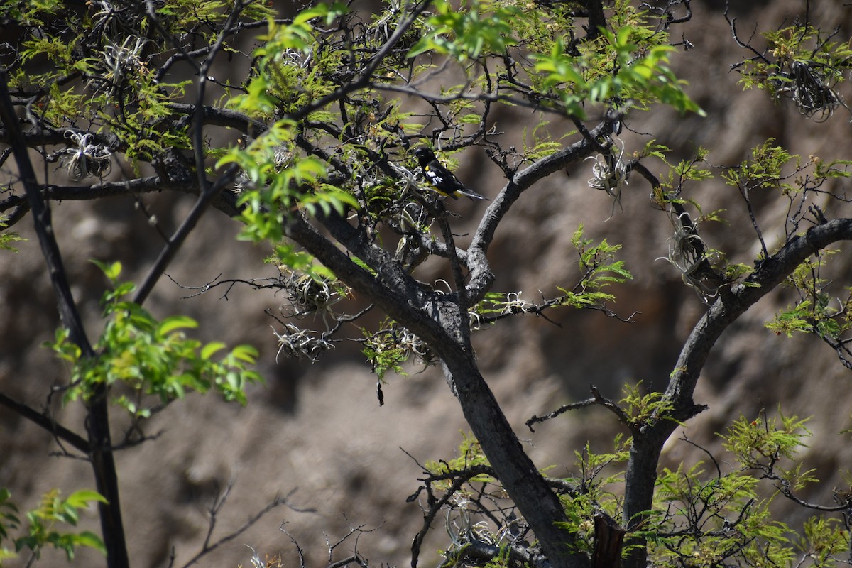 Кардинал-довбоніс золоточеревий - ML646411754