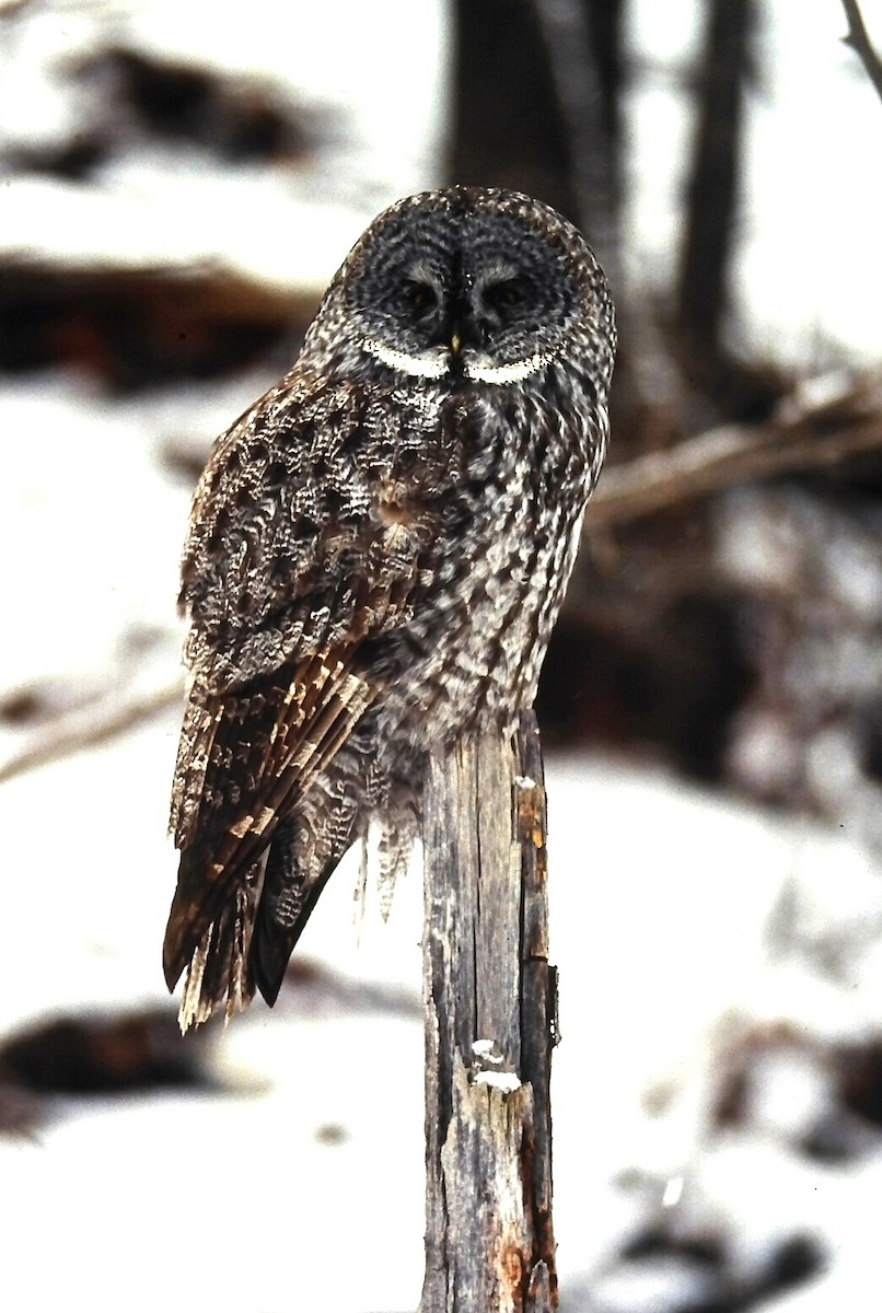 Сова бородата - ML646411758