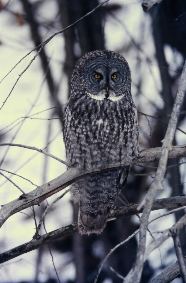 Сова бородата - ML646411759