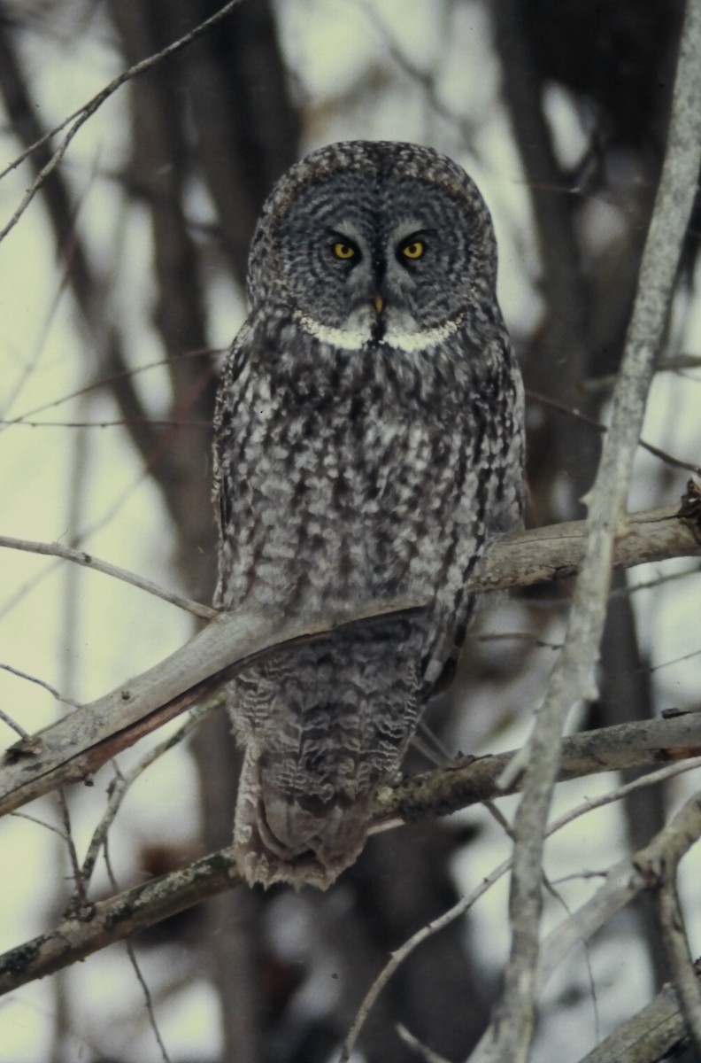 Сова бородата - ML646411760