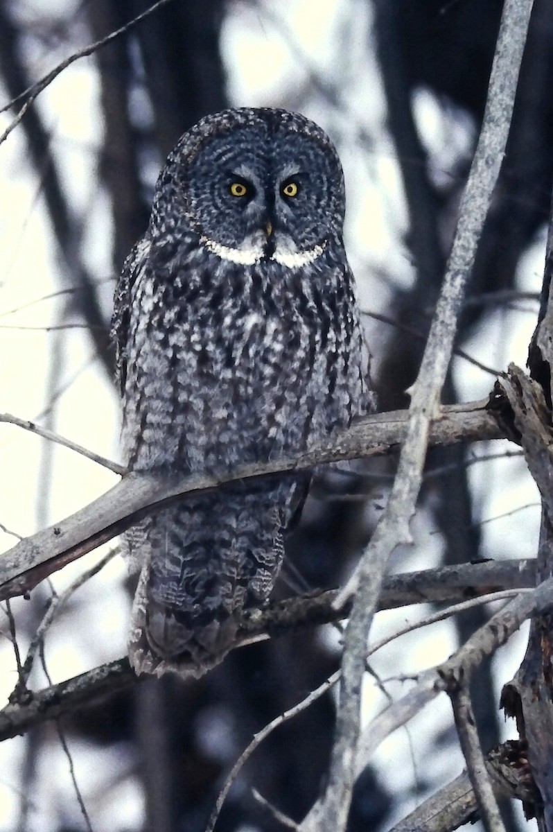 Сова бородата - ML646411761