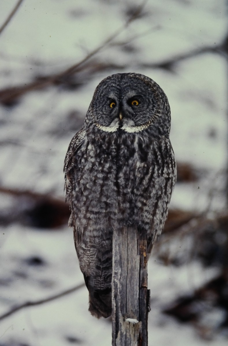 Сова бородата - ML646411762