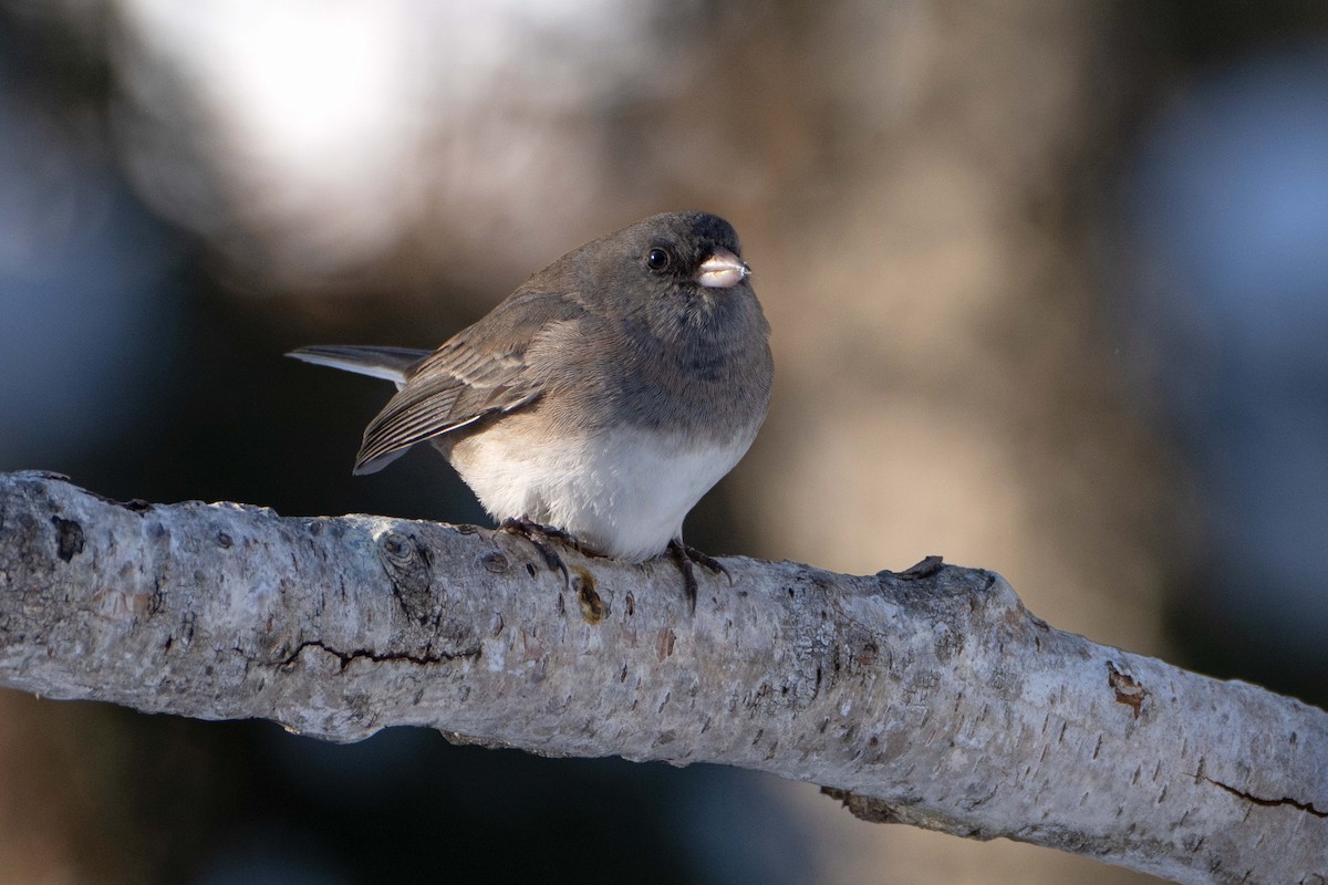Dark-eyed Junco (Slate-colored) - ML646411763