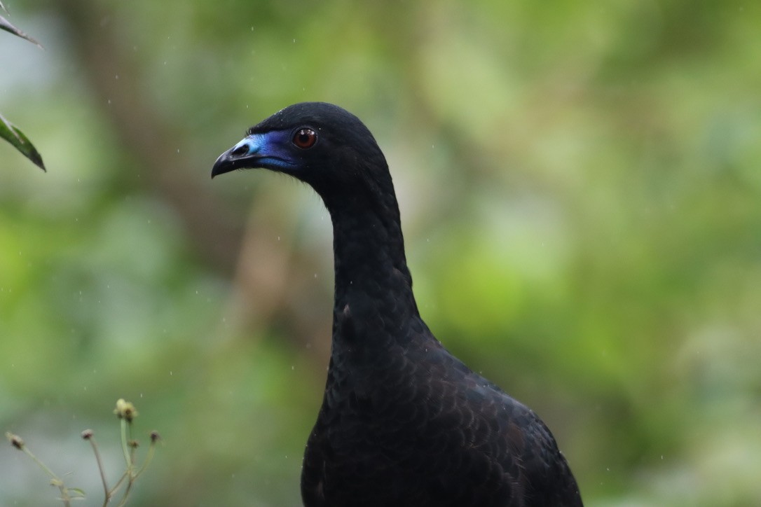 Schwarzguan - ML646411764