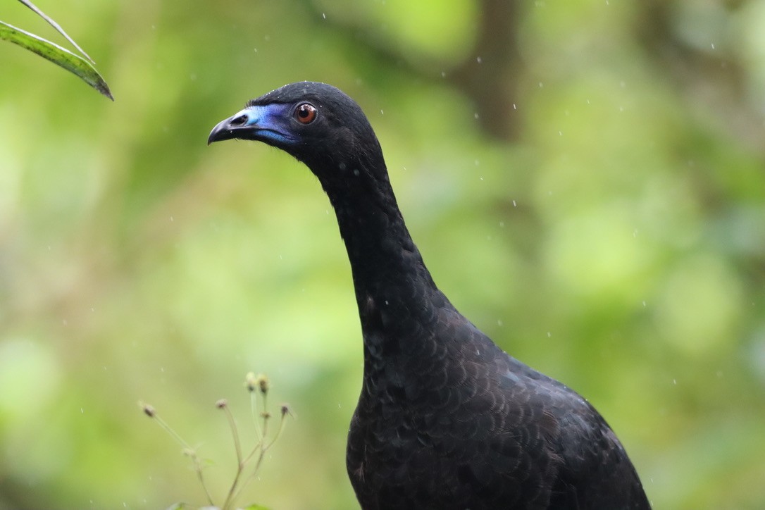 Schwarzguan - ML646411765