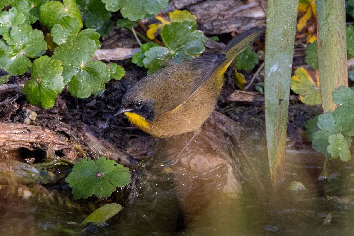 Black-polled Yellowthroat - ML646411766