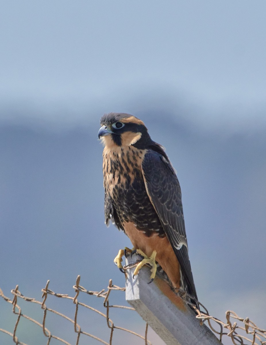 Aplomado Falcon - ML646411774