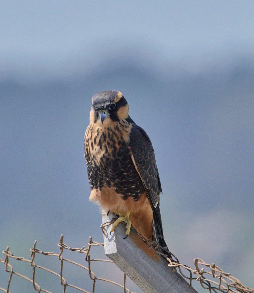 Aplomado Falcon - ML646411775