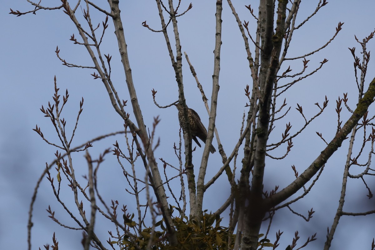 drozd brávník - ML646411776