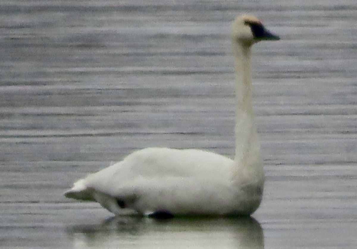 Trumpeter Swan - ML646411777