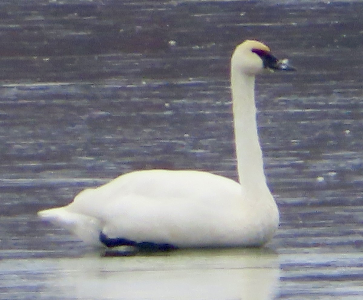 Trumpeter Swan - ML646411778