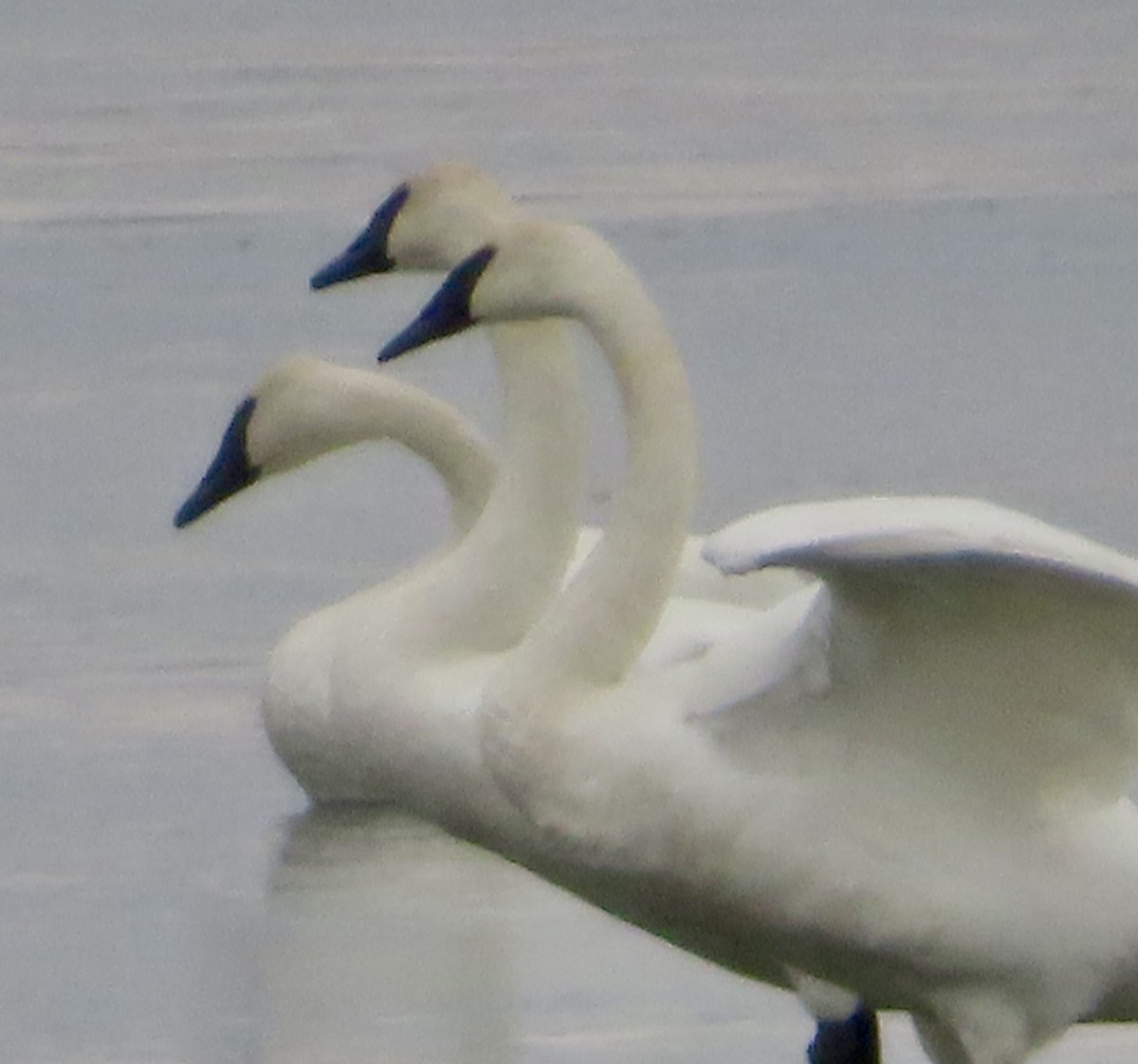 Trumpeter Swan - ML646411779