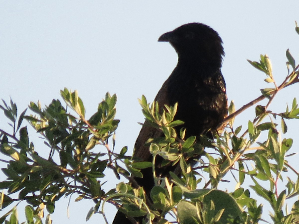 Black Coucal - ML646411780