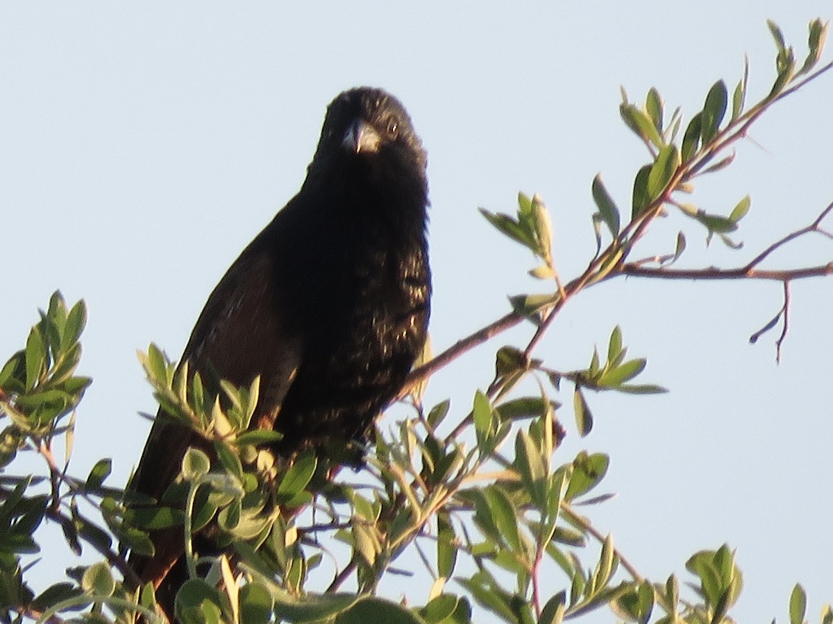 Black Coucal - ML646411781