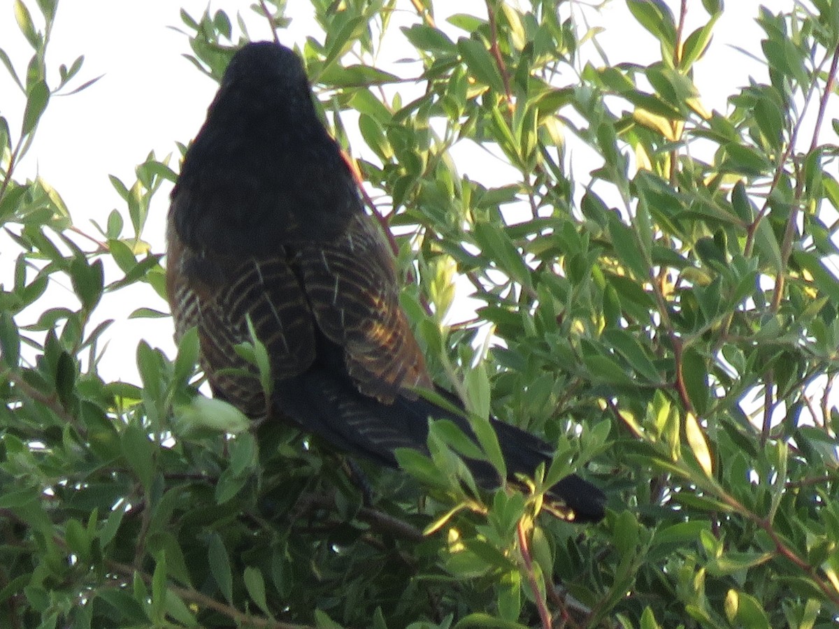 Black Coucal - ML646411782