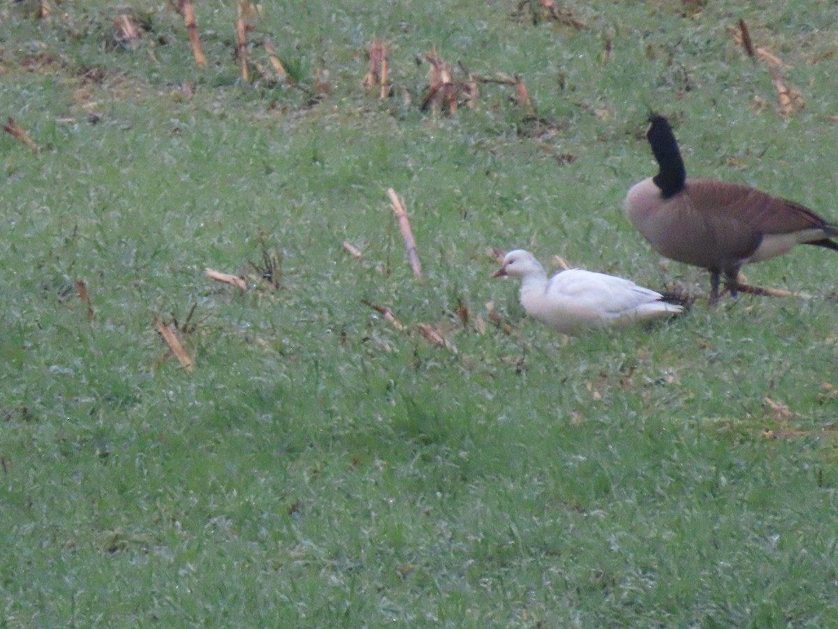 Гусь Росса - ML646411783