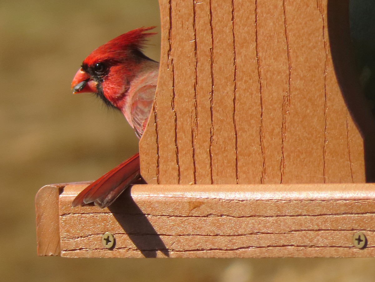 Northern Cardinal - ML646411784