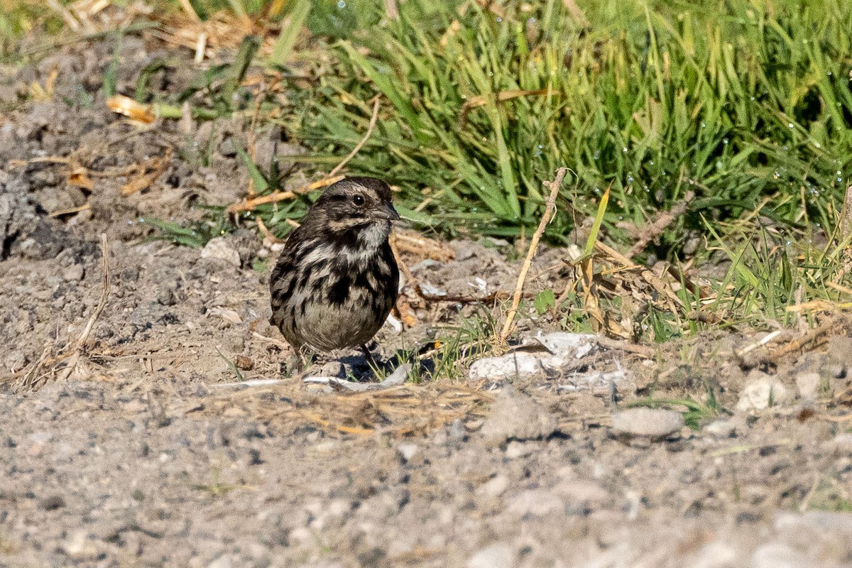 Song Sparrow (mexicana Group) - ML646411785