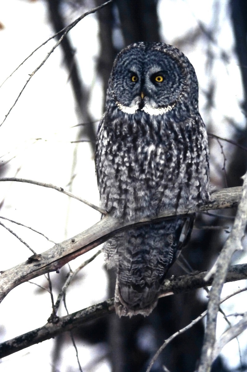 Сова бородата - ML646411786