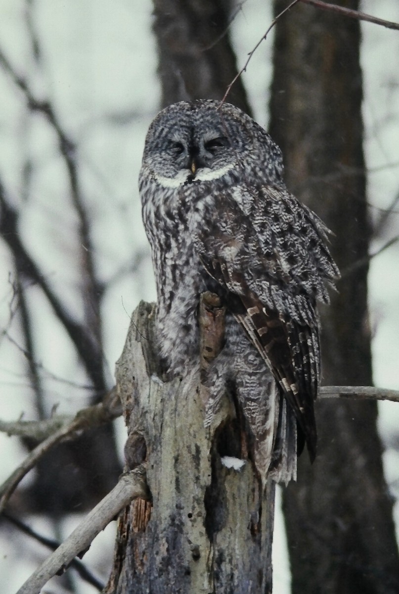 Сова бородата - ML646411787