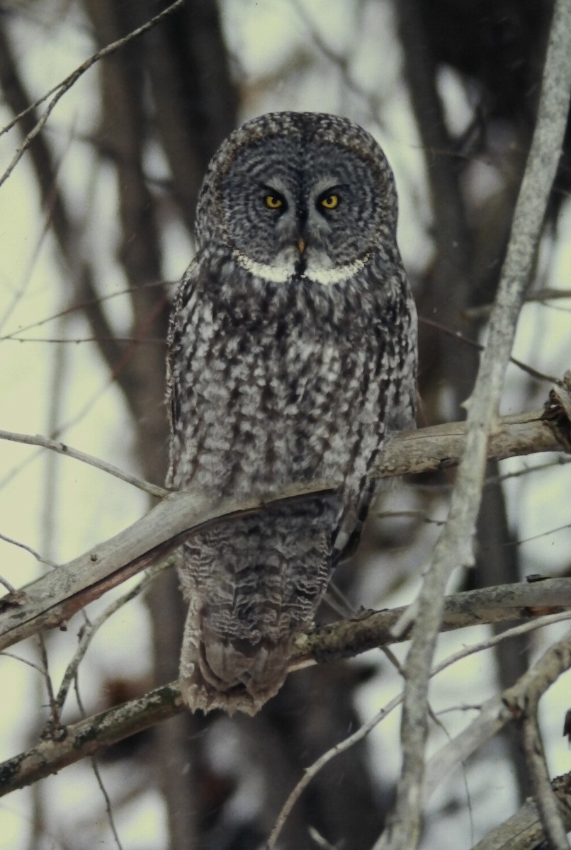 Сова бородата - ML646411788