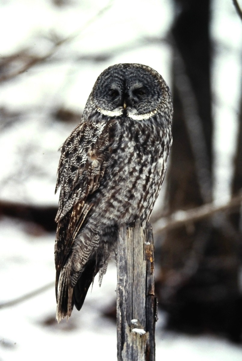 Сова бородата - ML646411789