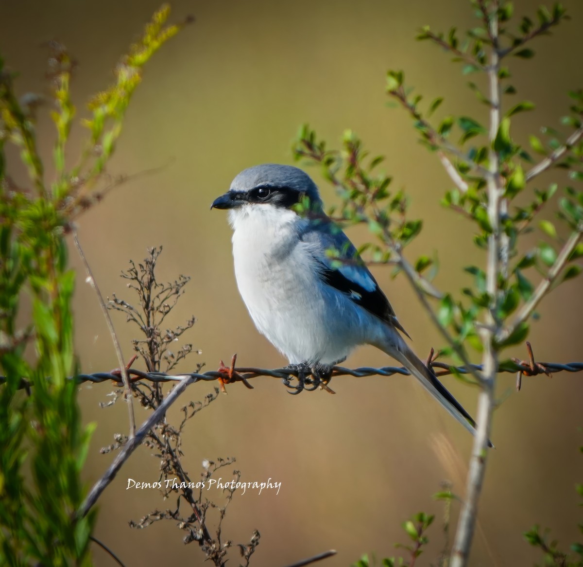 Loggerhead Shrike - ML646411790