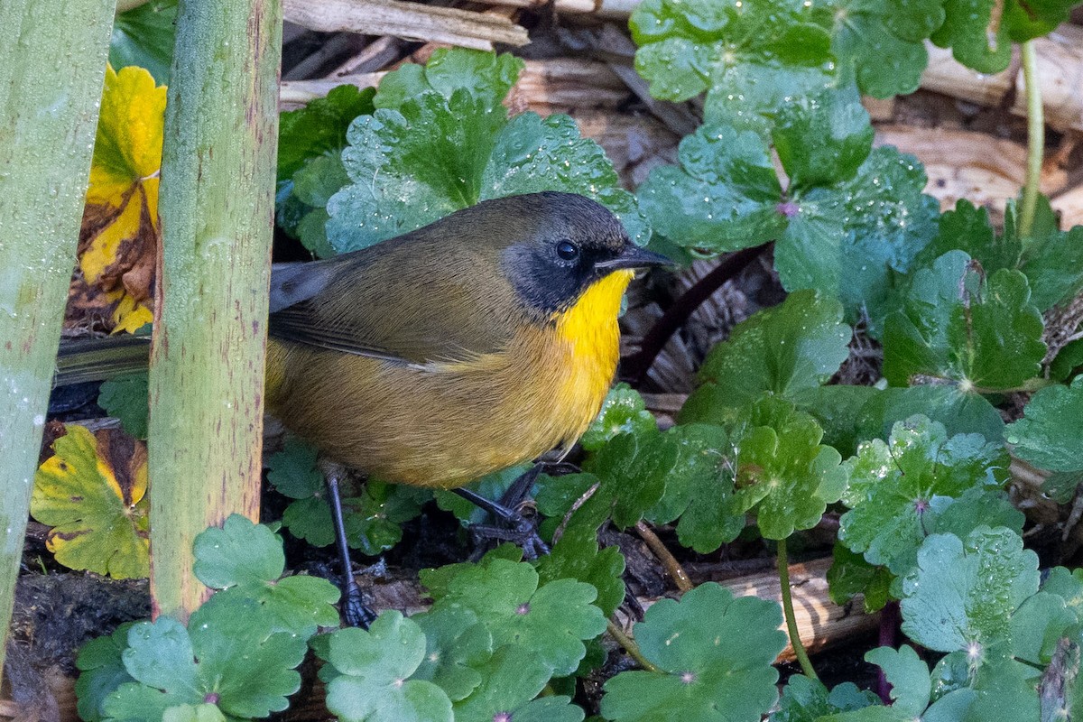Black-polled Yellowthroat - ML646411791