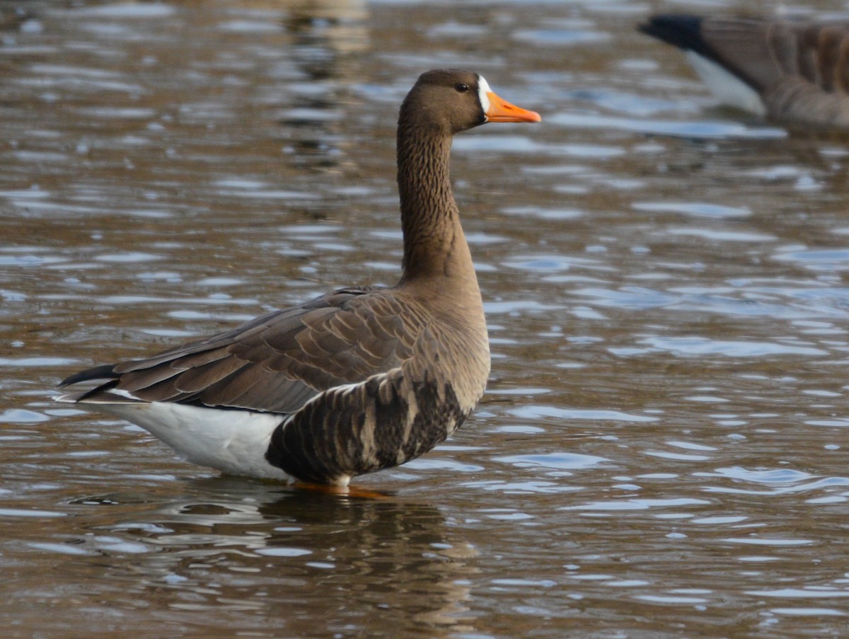 Greater White-fronted Goose - ML646411792