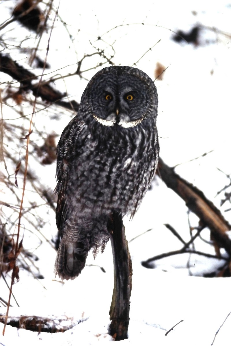 Сова бородата - ML646411793