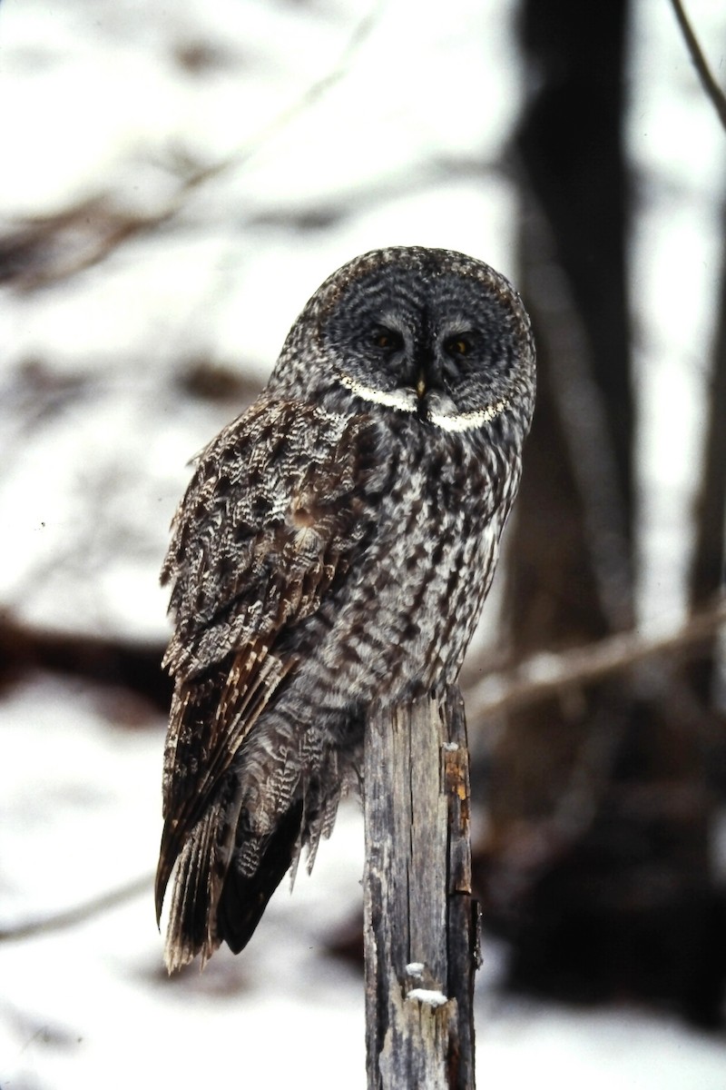 Сова бородата - ML646411794