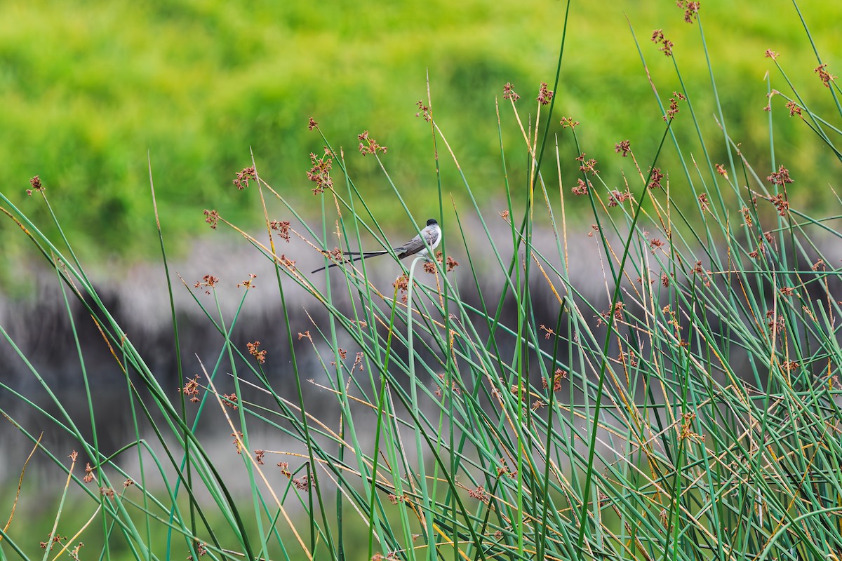 Fork-tailed Flycatcher - ML646411795