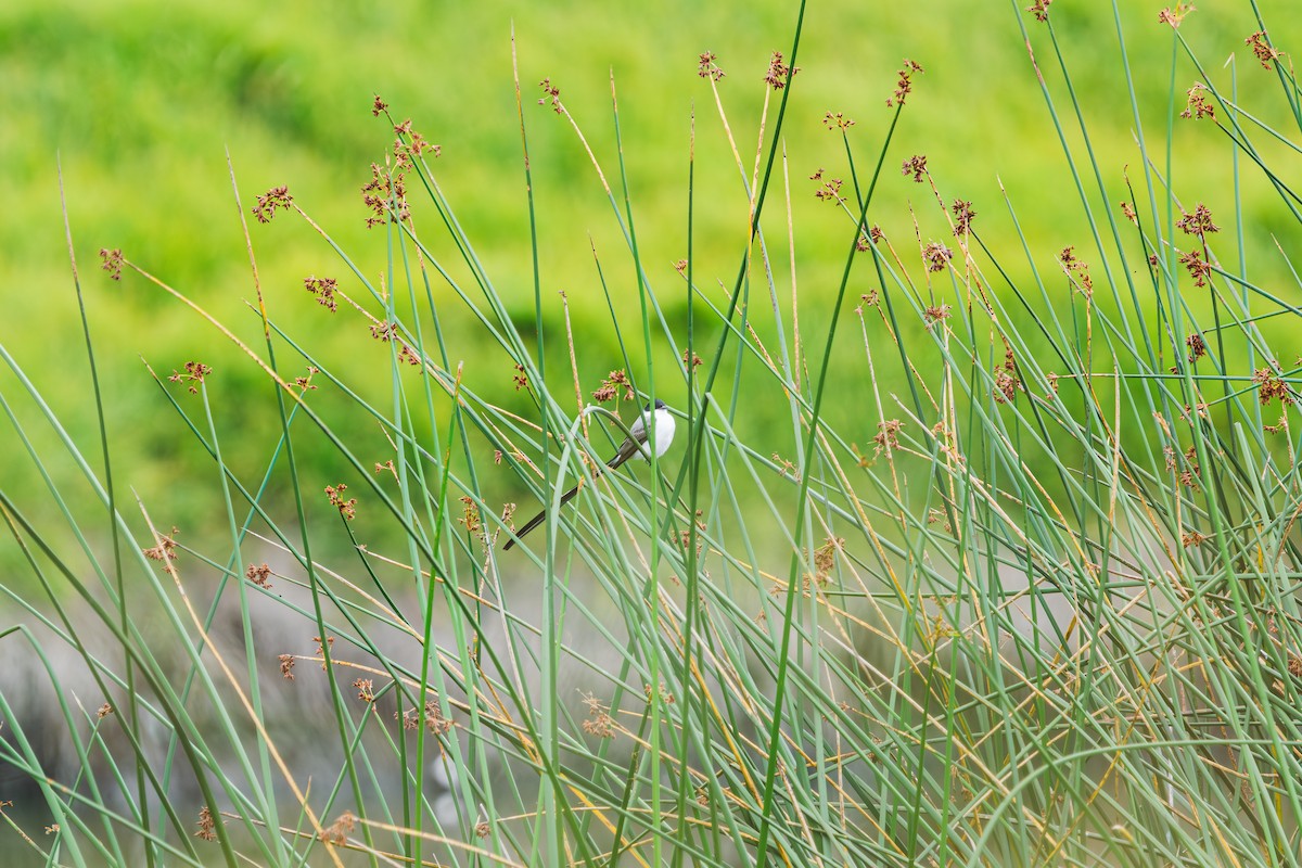 Fork-tailed Flycatcher - ML646411796