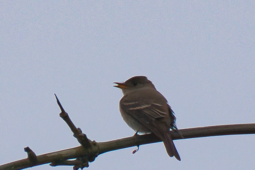 Eastern Wood-Pewee - ML646411798