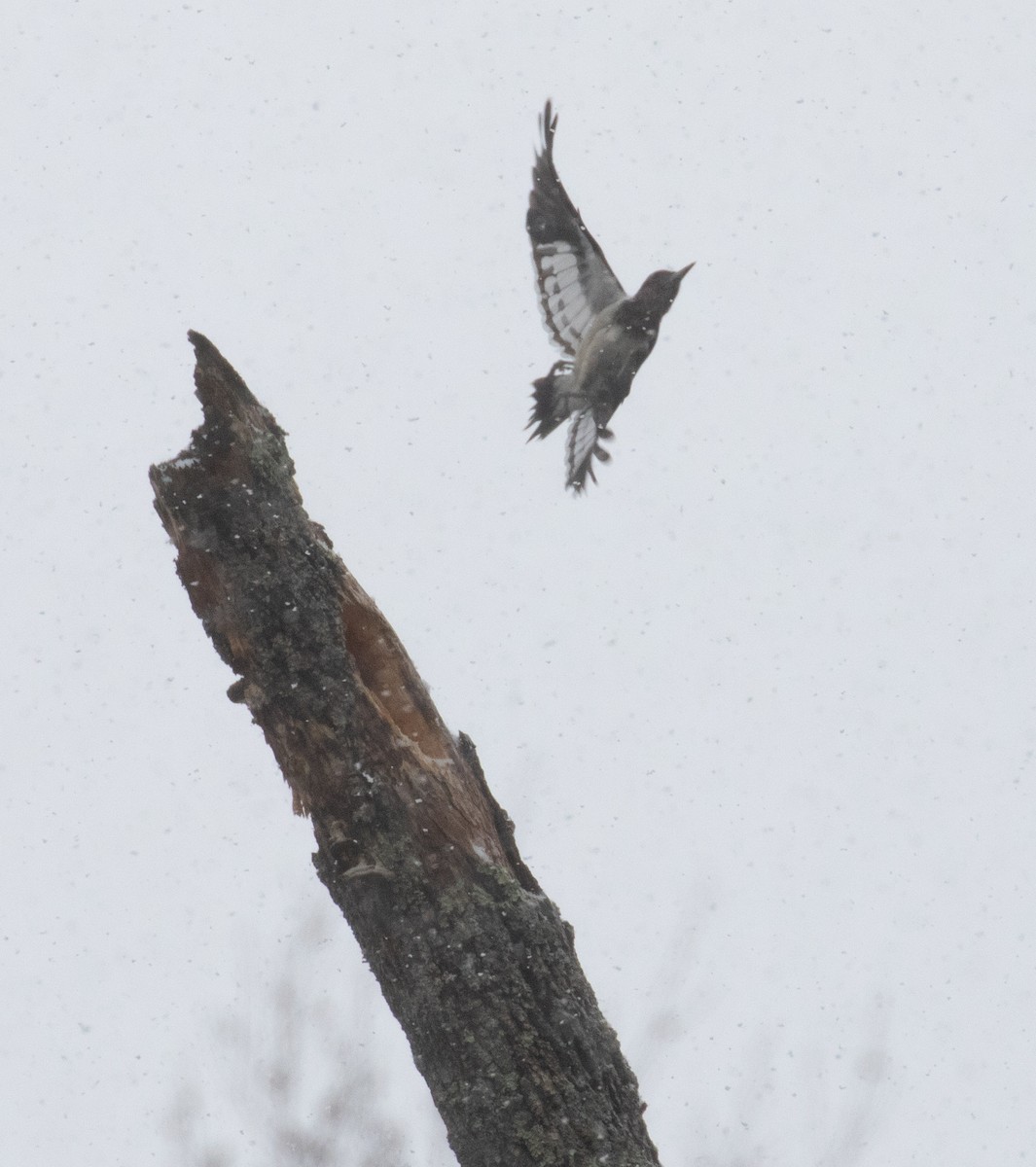 Red-headed Woodpecker - ML646411799