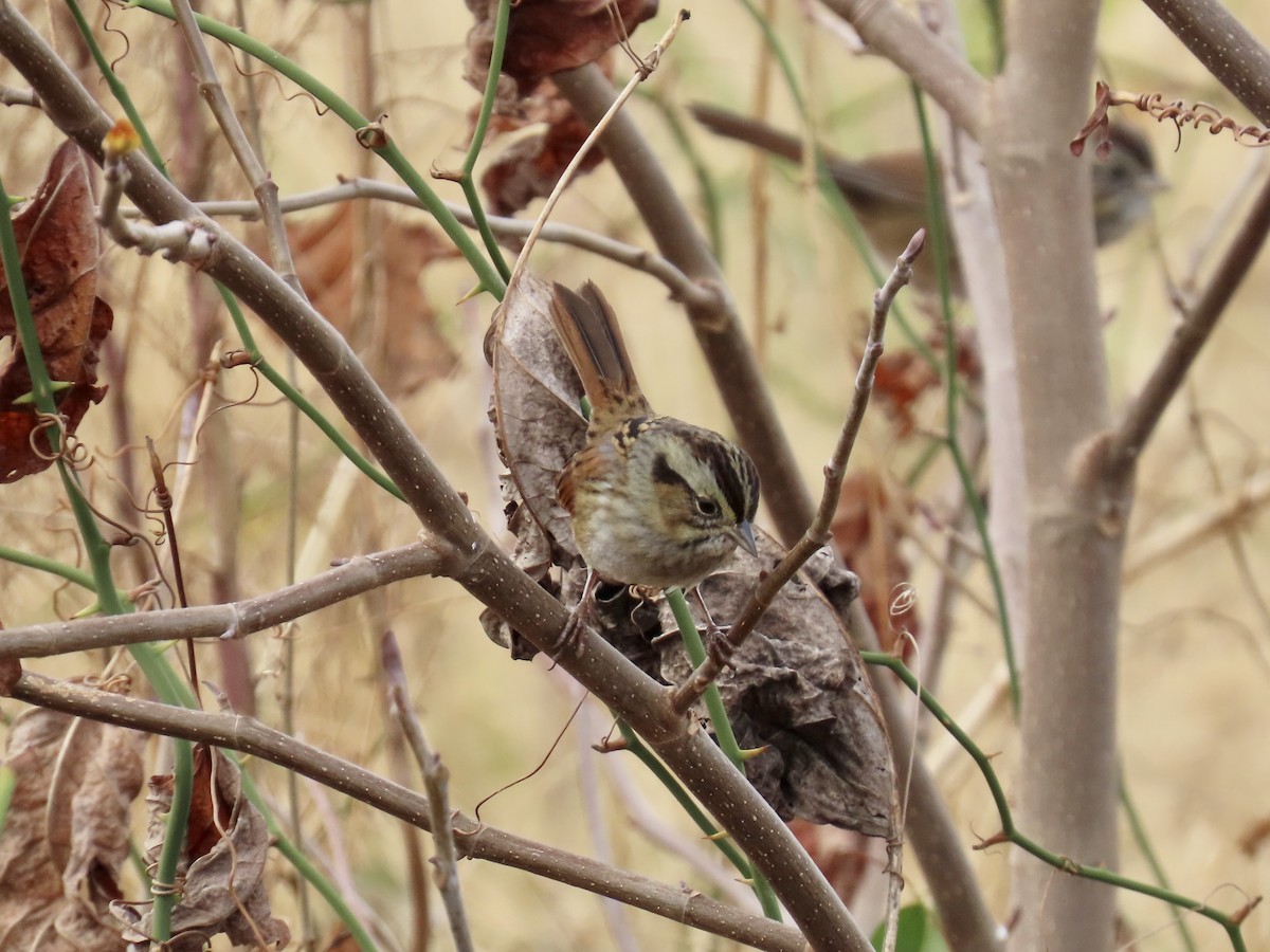 Swamp Sparrow - ML646411800