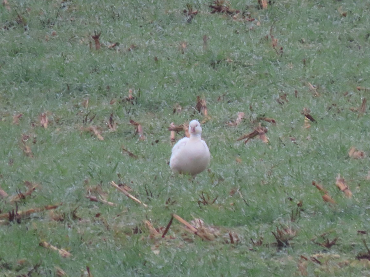 Гусь Росса - ML646411802