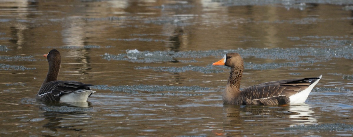 Greater White-fronted Goose - ML646411803