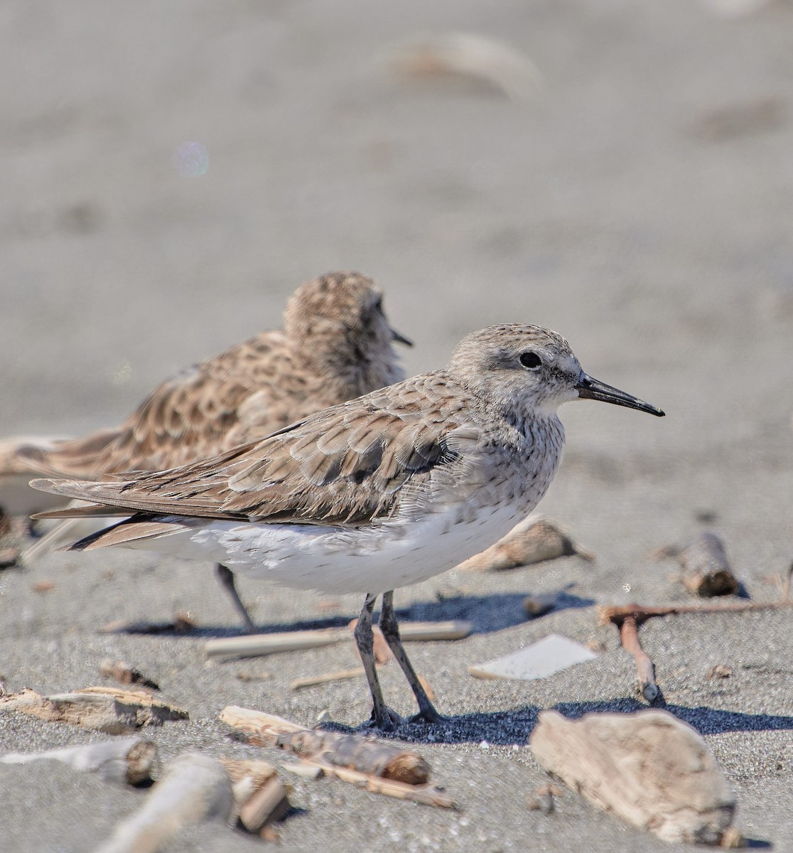 White-rumped Sandpiper - ML646411804