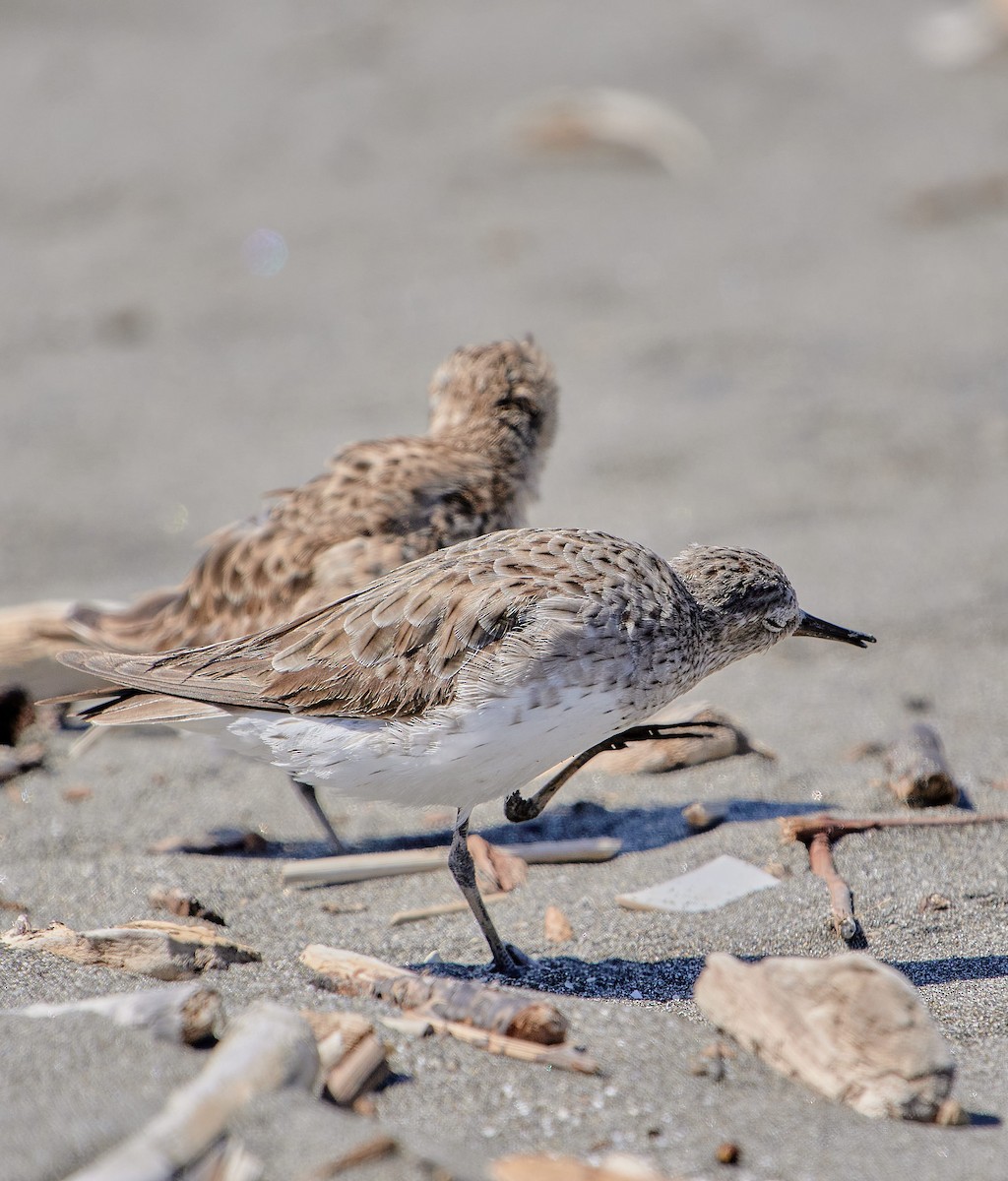 White-rumped Sandpiper - ML646411805