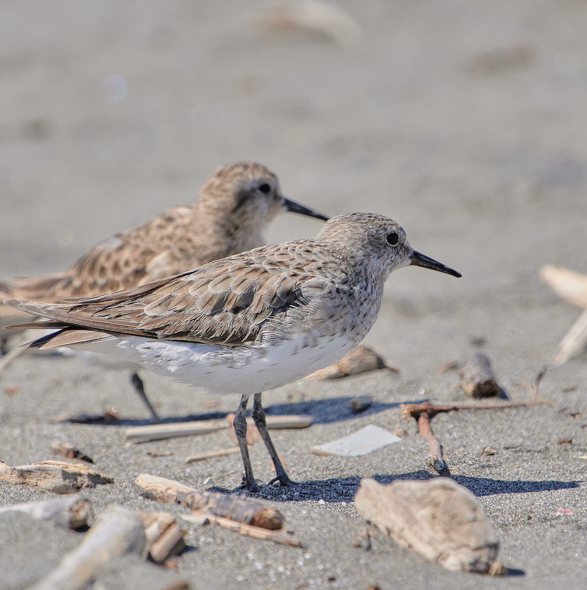White-rumped Sandpiper - ML646411806