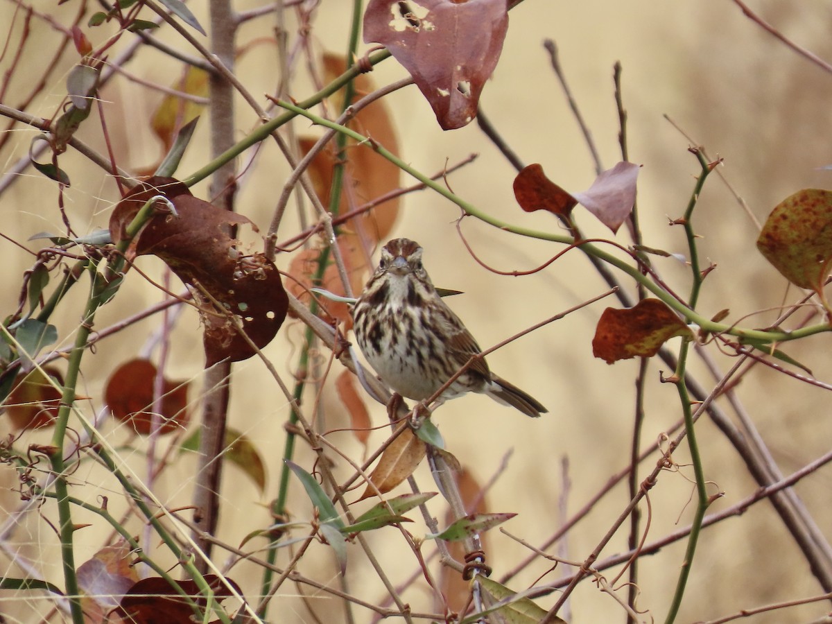 Song Sparrow - ML646411807