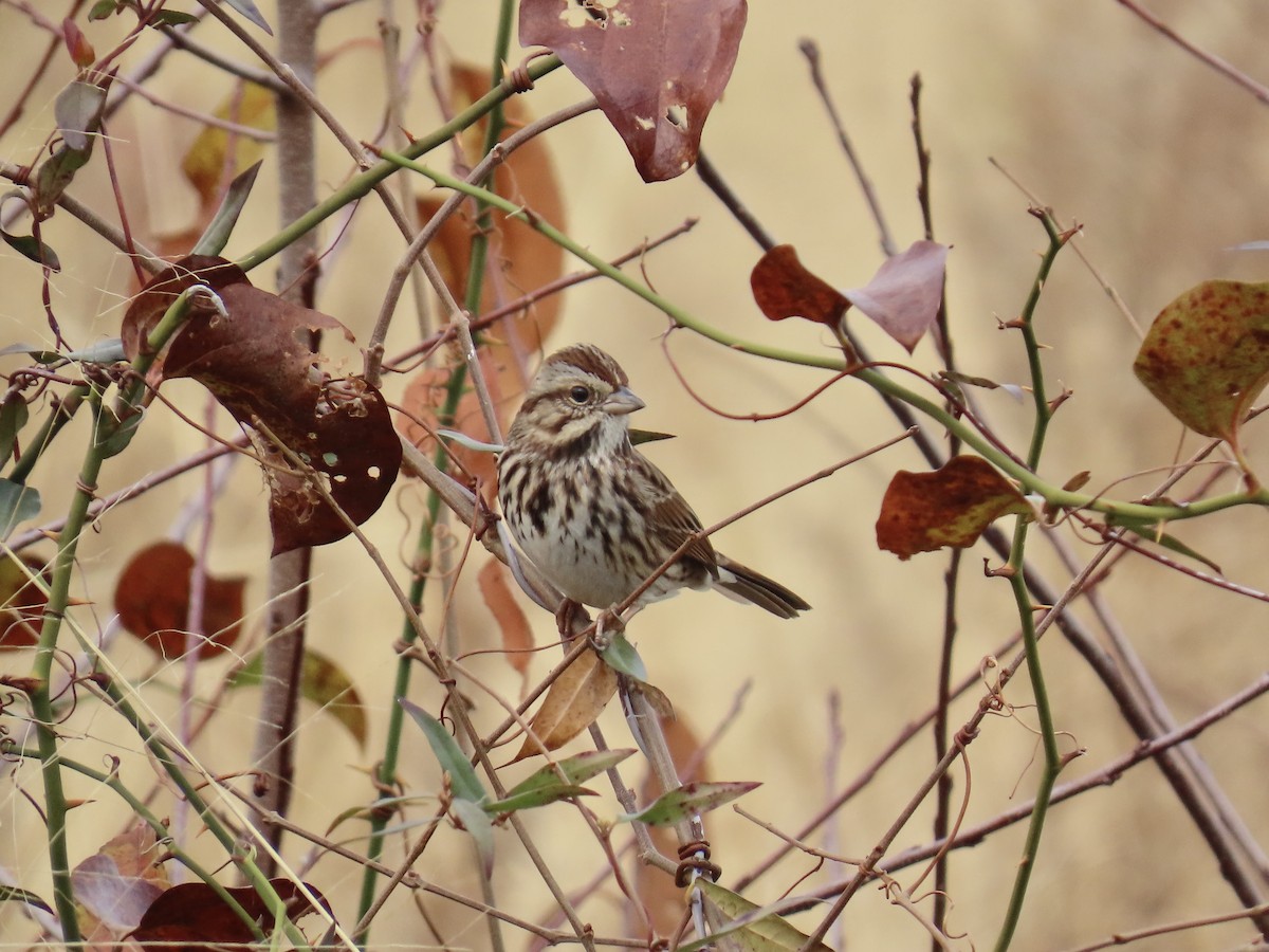 Song Sparrow - ML646411808