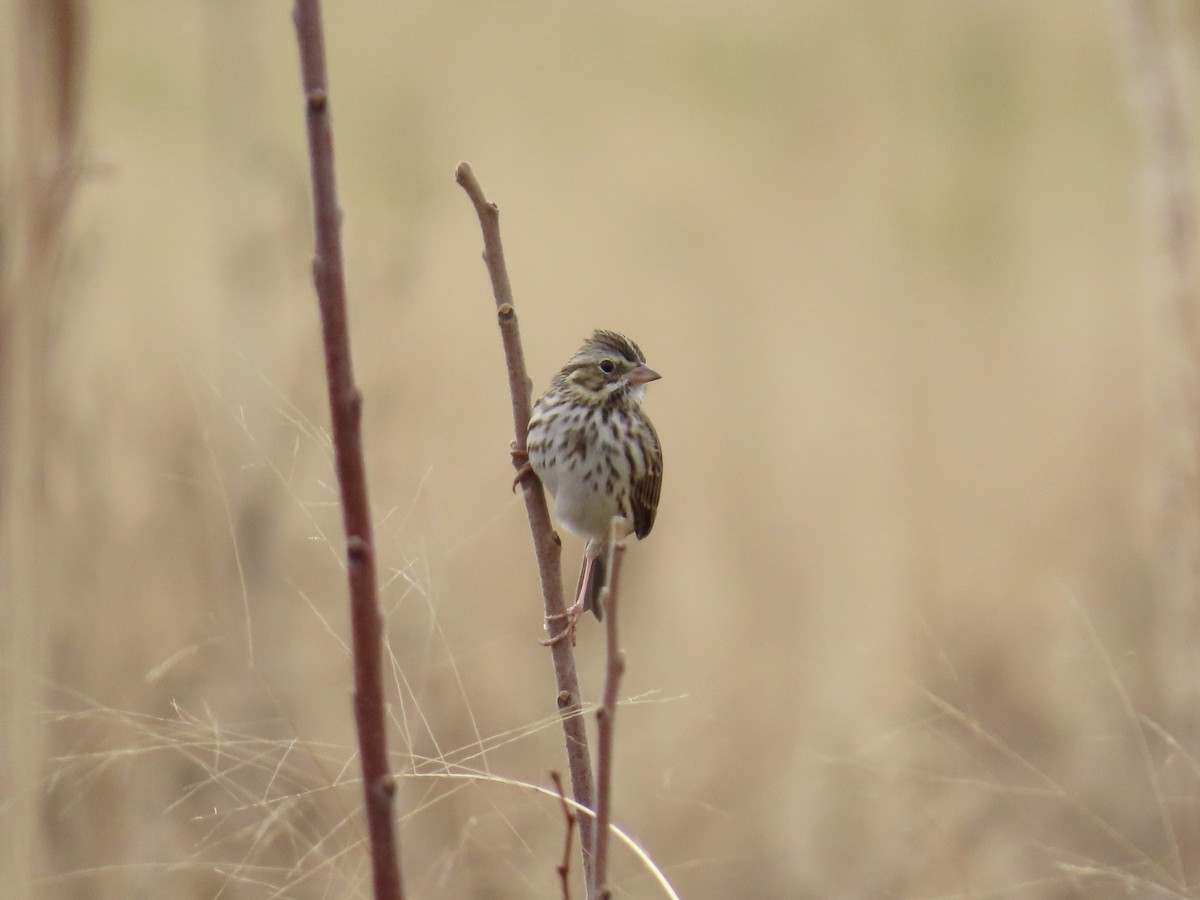 Savannah Sparrow (Savannah) - ML646411809