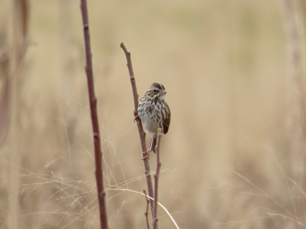Savannah Sparrow (Savannah) - ML646411810